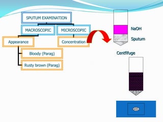 SPUTUM EXAMINATION
MACROSCOPIC MICROSCOPIC
Appearance Concentration
Bloody (Parag)
Rusty brown (Parag)
NaOH
Sputum
Centfifuge
 