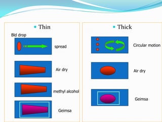  Thin  Thick
Bld drop
spread
Air dry
methyl alcohol
Geimsa
Air dry
Geimsa
Circular motion
 