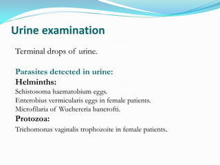 Urine examination
Terminal drops of urine.
Parasites detected in urine:
Helminths:
Schistosoma haematobium eggs.
Enterobius vermicularis eggs in female patients.
Microfilaria of Wuchereria bancrofti.
Protozoa:
Trichomonas vaginalis trophozoite in female patients.
 