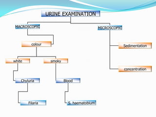 URINE EXAMINATION
MACROSCOPIC MICROSCOPIC
colour
white smoky
Sedimentation
concentration
Chyluria Blood
Filaria S. haematobium
 