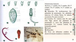 10
Schistosoma
mansoni
–
Esquistossomose
Schistosoma mansoni:
A) Ovos; 1º estádio; II) 2º estádio; III) 3º
estádio; IV) 4º estádio; V) 5º estádio ou
maduro.
B) Miracídio; Tb: terebratorium; Gp:
glândulas de penetração; Ga: glândulas
adesivas; Cf: células flama; Te: túbulos
excretores; Pe: poro excretor;
C) Cercária; Vo: ventosa oral; Po: poro
oral; Dgp: ductos das glândulas de
penetração; C: ceco; Gp: glândulas de
penetração; Vv: ventosa ventral; Pg:
primórdio genital;
D) Casal;
B) Miracídio;
E) Ovos em diferentes estádios de
desenvolvimento (maduros e imaturos).
 