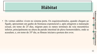 11
Schistosoma
mansoni
–
Esquistossomose
Hábitat
• Os vermes adultos vivem no sistema porta. Os esquistossômulos, quando chegam ao
fígado, apresentam um ganho de biomassa exponencial e, após atingirem a maturação
sexual, em tomo de 25 dias, migram para os ramos terminais da veia mesentérica
inferior, principalmente na altura da parede intestinal do plexo hemorroidário, onde se
acasalam, e, em tomo do 35º dia, as fêmeas iniciam a postura dos ovos.
 