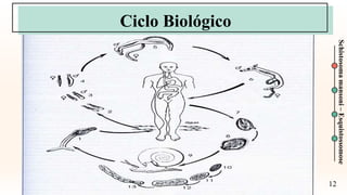 12
Schistosoma
mansoni
–
Esquistossomose
Ciclo Biológico
 