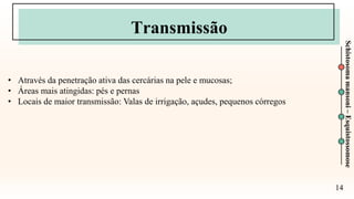 14
Schistosoma
mansoni
–
Esquistossomose
Transmissão
• Através da penetração ativa das cercárias na pele e mucosas;
• Áreas mais atingidas: pés e pernas
• Locais de maior transmissão: Valas de irrigação, açudes, pequenos córregos
 