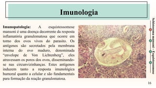 16
Schistosoma
mansoni
–
Esquistossomose
Imunologia
Imunopatologia: A esquistossomose
mansoni é uma doença decorrente da resposta
inflamatória granulomatosa que ocorre em
torno dos ovos vivos do parasito. Os
antígenos são secretados pela membrana
interna do ovo maduro, denominada
“envelope de Von Lichtenberg”, eles
atravessam os poros dos ovos, disseminando-
se nas circunvizinhanças. Estes antígenos
induzem tanto a resposta imunológica
humoral quanto a celular e são fundamentais
para formação da reação granulomatosa.
 