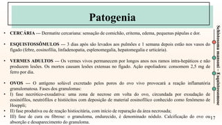 17
Schistosoma
mansoni
–
Esquistossomose
Patogenia
• CERCÁRIA --- Dermatite cercariana: sensação de comichão, eritema, edema, pequenas pápulas e dor.
• ESQUISTOSSÔMULOS --- 3 dias após são levados aos pulmões e 1 semana depois estão nos vasos do
fígado (febre, eosinofilia, linfadenopatia, esplenomegalia, hepatomegalia e urticária).
• VERMES ADULTOS --- Os vermes vivos permanecem por longos anos nos ramos intra-hepáticos e não
produzem lesões. Os mortos causam lesões extensas no fígado. Ação espoliadora: consomem 2,5 mg de
ferro por dia.
• OVOS --- O antígeno solúvel excretado pelos poros do ovo vivo provocará a reação inflamatória
granulomatosa. Fases dos granulomas:
• I) fase necrótico-exsudativa: uma zona de necrose em volta do ovo, circundada por exsudação de
eosinófilos, neutrófilos e histiócitos com deposição de material eosinofílico conhecido como fenômeno de
Hoeppli;
• II) fase produtiva ou de reação histiocitária, com início de reparação da área necrosada;
• III) fase de cura ou fibrose: o granuloma, endurecido, é denominado nódulo. Calcificação do ovo ou
absorção e desaparecimento do granuloma.
 