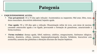 19
Schistosoma
mansoni
–
Esquistossomose
Patogenia
• ESQUISTOSSOMOSE AGUDA
• Fase pré-postural: 10 a 35 dias após infecção: Assintomática ou inaparente; Mal estar, febre, tosse,
dores musculares, desconforto abdominal, hepatite aguda.
• Fase aguda: 50 a 120 dias após a infecção: Disseminação miliar de ovos, com áreas de necrose,
causando enterocolite aguda e no fígado, provocando a formação de granulomas, caracterizando a
forma toxêmica.
• Forma toxêmica: doença aguda, febril, sudorese, calafrios, emagrecimento, fenômenos alérgicos,
diarreia, disenteria, cólicas, tenesmo, hepatoesplenomegalia discreta, linfadenia, leucocitose com
eosinofilia, aumento das globulinas e alterações discretas das funções hepáticas.
 