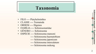 Taxonomia
2
• FILO ---- Platyhelminthes
• CLASSE ---- Trematoda
• ORDEM ---- Digenea
• FAMÍLIA ---- Schistosomatidae
• GÊNERO ---- Schistosoma
• ESPÉCIE ---- Schistosoma mansoni
---- Schistosoma haematobium
---- Schistosoma japonicum
---- Schistosoma intercalatum
---- Schistosoma mekong
Schistosoma
mansoni
–
Esquistossomose
 
