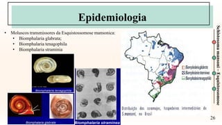 26
Schistosoma
mansoni
–
Esquistossomose
Epidemiologia
• Moluscos transmissores da Esquistossomose mansonica:
• Biomphalaria glabrata;
• Biomphalaria tenagophila
• Biomphalaria straminia
 