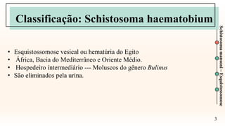 Classificação: Schistosoma haematobium
3
Schistosoma
mansoni
–
Esquistossomose
• Esquistossomose vesical ou hematúria do Egito
• África, Bacia do Mediterrâneo e Oriente Médio.
• Hospedeiro intermediário --- Moluscos do gênero Bulinus
• São eliminados pela urina.
 
