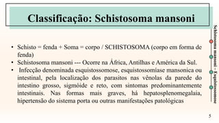 5
Schistosoma
mansoni
–
Esquistossomose
Classificação: Schistosoma mansoni
• Schisto = fenda + Soma = corpo / SCHISTOSOMA (corpo em forma de
fenda)
• Schistosoma mansoni --- Ocorre na África, Antilhas e América da Sul.
• Infecção denominada esquistossomose, esquistossomíase mansonica ou
intestinal, pela localização dos parasitos nas vênolas da parede do
intestino grosso, sigmóide e reto, com sintomas predominantemente
intestinais. Nas formas mais graves, há hepatosplenomegalaia,
hipertensão do sistema porta ou outras manifestações patológicas
 