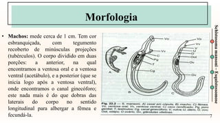 7
Schistosoma
mansoni
–
Esquistossomose
Morfologia
• Machos: mede cerca de 1 cm. Tem cor
esbranquiçada, com tegumento
recoberto de minúsculas projeções
(tubérculos). O corpo dividido em duas
porções: a anterior, na qual
encontramos a ventosa oral e a ventosa
ventral (acetábulo), e a posterior (que se
inicia logo após a ventosa ventral),
onde encontramos o canal ginecóforo;
este nada mais é do que dobras das
laterais do corpo no sentido
longitudinal para albergar a fêmea e
fecundá-la.
 