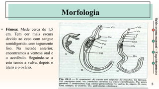 8
Schistosoma
mansoni
–
Esquistossomose
Morfologia
• Fêmea: Mede cerca de 1,5
cm. Tem cor mais escura
devido ao ceco com sangue
semidigerido, com tegumento
liso. Na metade anterior,
encontramos a ventosa oral e
o acetábulo. Seguindo-se a
este temos a vulva, depois o
útero e o ovário.
 