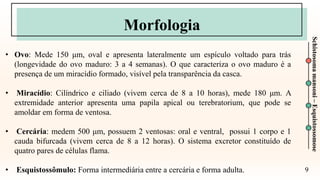 9
Schistosoma
mansoni
–
Esquistossomose
Morfologia
• Ovo: Mede 150 μm, oval e apresenta lateralmente um espículo voltado para trás
(longevidade do ovo maduro: 3 a 4 semanas). O que caracteriza o ovo maduro é a
presença de um miracídio formado, visível pela transparência da casca.
• Miracídio: Cilíndrico e ciliado (vivem cerca de 8 a 10 horas), mede 180 μm. A
extremidade anterior apresenta uma papila apical ou terebratorium, que pode se
amoldar em forma de ventosa.
• Cercária: medem 500 μm, possuem 2 ventosas: oral e ventral, possui 1 corpo e 1
cauda bifurcada (vivem cerca de 8 a 12 horas). O sistema excretor constituído de
quatro pares de células flama.
• Esquistossômulo: Forma intermediária entre a cercária e forma adulta.
 