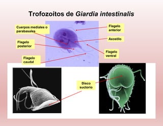 Examen coproparasitologico, parasitologia basica | PPTX