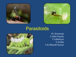 Parasitoids
M..Sermaraja
J.Adlin Prajula
V.Adhithyan
S.Anitha
A.K.Bharath Kumar
 
