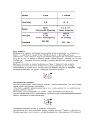 Ciclo biológico.
El hábitat de los parásitos adultos es el segmento ileal del intestino delgado. Las oncosferas se
liberan y penetran la lámina propia de las vellosidades, donde se desarrollan las larvas
cisticercoides. Tres o cuatro días después los cisticercoides regresan a la luz intestinal, el escólex
se fija a la mucosa y el cestodo se desarrolla hasta la fase de adulto en 3 semanas, con una vida
promedio de 4 - 6 semanas, aunque la autoinfección interna permite que la infección persista
durante años.
Los huevos eliminados en materia fecal sobreviven hasta 10 días en el medio ambiente.
H. nana es un parásito monoxeno. Un hospedero cubre sus necesidades. Sin embargo,
ocasionalmente, el humano puede adquirir la infección mediante la ingesta de artrópodos - pulgas,
escarabajos - infectados con la forma cisticercoide (mecanismo indirecto).
Mecanismos de transmisión.
• La infección se adquiere a partir de agua, alimentos y manos contaminados. Es el único cestodo
que no requiere de hospedero intermediario.
• Cuando los proglótidos grávidos se desintegran en el intestino y liberan los huevos infectantes
ocurre autoinfección interna.
• Cuando los huevos son ingeridos por insectos ( pulgas, escarabajos coprófagos), los
cisticercoides se desarrollan en el hemocele de los artrópodos y el humano se infecta de manera
indirecta si ingiere de los insectos infectados.
Hymenolepis diminutasi requiere de hospedero intermediario.
Varios insectos, entre ellos escarabajos, también llamados "gorgojos" (Tribolium sp, Tenebrio sp,
Stegobium paniceum, otros) adquieren la infección y desarrollan cisticercoides en el hemocele al
 