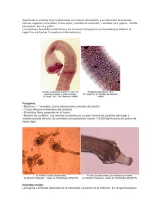 deambular en materia fecal contaminada con huevos del parásito, y se alimentan de cereales,
harinas, especies, chocolates, frutas secas, comidas de mascotas, - semillas para pájaros, comida
para peces, perros y gatos.
Los roedores, hospederos definitivos y los humanos (hospederos accidentales) se infectan al
ingerir los artrópodos (hospederos intermediarios).
Escólex y segmento anterior H. nana. Se
aprecian ventosas y rostelo armado.
Dr. Jorge Tay Z., Fac. Medicina, UNAM.
Proglótidos grávidos H. nana.
Dr. Jorge Tay Z., Facultad de Medicina,
UNAM.
Patogenia.
• Mecánico – Traumático (Larva cisticercoide y escólex del adulto)
• Tóxico alérgico (metabolitos del parásito)
• Productos líticos presentes en el huevo.
• Número de parásitos: Las lesiones causadas por un gran número de parásitos dan lugar a
manifestaciones clínicas. Se considera una parasitosis masiva >15,000 hgh huevos por gramo de
heces (hgh).
H. diminuta. Larvas cisticercoides.
Dr. Benjamín Nogueda T, Depto. de Parasitología, ENCB-IPN.
H. nana. Escólex armado, con rostelo muy evidente.
Dr. Benjamín Nogueda T, Depto. de Parasitología, ENCB-IPN.
Espectro clínico:
Los signos y síntomas dependen de la intensidad y duración de la infección. En la hymenolepiasis
 