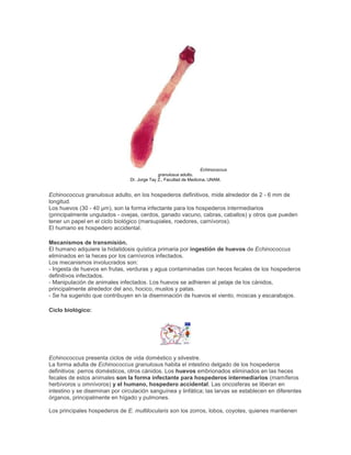 Echinococcus
granulosus adulto.
Dr. Jorge Tay Z., Facultad de Medicina, UNAM.
Echinococcus granulosus adulto, en los hospederos definitivos, mide alrededor de 2 - 6 mm de
longitud.
Los huevos (30 - 40 µm), son la forma infectante para los hospederos intermediarios
(principalmente ungulados - ovejas, cerdos, ganado vacuno, cabras, caballos) y otros que pueden
tener un papel en el ciclo biológico (marsupiales, roedores, carnívoros).
El humano es hospedero accidental.
Mecanismos de transmisión.
El humano adquiere la hidatidosis quística primaria por ingestión de huevos de Echinococcus
eliminados en la heces por los carnívoros infectados.
Los mecanismos involucrados son:
- Ingesta de huevos en frutas, verduras y agua contaminadas con heces fecales de los hospederos
definitivos infectados.
- Manipulación de animales infectados. Los huevos se adhieren al pelaje de los cánidos,
principalmente alrededor del ano, hocico, muslos y patas.
- Se ha sugerido que contribuyen en la diseminación de huevos el viento, moscas y escarabajos.
Ciclo biológico:
Echinococcus presenta ciclos de vida doméstico y silvestre.
La forma adulta de Echinococcus granulosus habita el intestino delgado de los hospederos
definitivos: perros domésticos, otros cánidos. Los huevos embrionados eliminados en las heces
fecales de estos animales son la forma infectante para hospederos intermediarios (mamíferos
herbívoros u omnívoros) y el humano, hospedero accidental. Las oncosferas se liberan en
intestino y se diseminan por circulación sanguínea y linfática; las larvas se establecen en diferentes
órganos, principalmente en hígado y pulmones.
Los principales hospederos de E. multilocularis son los zorros, lobos, coyotes, quienes mantienen
 
