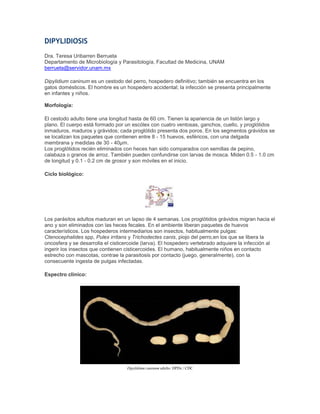 DIPYLIDIOSIS
Dra. Teresa Uribarren Berrueta
Departamento de Microbiología y Parasitología, Facultad de Medicina, UNAM
berrueta@servidor.unam.mx
Dipylidium caninum es un cestodo del perro, hospedero definitivo; también se encuentra en los
gatos domésticos. El hombre es un hospedero accidental; la infección se presenta principalmente
en infantes y niños.
Morfología:
El cestodo adulto tiene una longitud hasta de 60 cm. Tienen la apariencia de un listón largo y
plano. El cuerpo está formado por un escólex con cuatro ventosas, ganchos, cuello, y proglótidos
inmaduros, maduros y grávidos; cada proglótido presenta dos poros. En los segmentos grávidos se
se localizan los paquetes que contienen entre 8 - 15 huevos, esféricos, con una delgada
membrana y medidas de 30 - 40µm.
Los proglótidos recién eliminados con heces han sido comparados con semillas de pepino,
calabaza o granos de arroz. También pueden confundirse con larvas de mosca. Miden 0.5 - 1.0 cm
de longitud y 0.1 - 0.2 cm de grosor y son móviles en el inicio.
Ciclo biológico:
Los parásitos adultos maduran en un lapso de 4 semanas. Los proglótidos grávidos migran hacia el
ano y son eliminados con las heces fecales. En el ambiente liberan paquetes de huevos
característicos. Los hospederos intermediarios son insectos, habitualmente pulgas:
Ctenocephalides spp, Pulex irritans y Trichodectes canis, piojo del perro,en los que se libera la
oncosfera y se desarrolla el cisticercoide (larva). El hospedero vertebrado adquiere la infección al
ingerir los insectos que contienen cisticercoides. El humano, habitualmente niños en contacto
estrecho con mascotas, contrae la parasitosis por contacto (juego, generalmente), con la
consecuente ingesta de pulgas infectadas.
Espectro clínico:
Dipylidium caninum adulto. DPDx / CDC
 