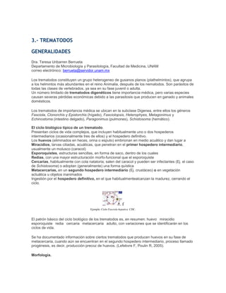3.- TREMATODOS
GENERALIDADES
Dra. Teresa Uribarren Berrueta
Departamento de Microbiología y Parasitología, Facultad de Medicina, UNAM
correo electrónico: berrueta@servidor.unam.mx
Los trematodos constituyen un grupo heterogeneo de gusanos planos (plathelmintos), que agrupa
a los helmintos más abundantes en el reino Animalia, después de los nematodos. Son parásitos de
todas las clases de vertebrados, ya sea en su fase juvenil o adulta.
Un número limitado de trematodos digenéticos tiene importancia médica, pero varias especies
causan severas pérdidas económicas debido a las parasitosis que producen en ganado y animales
domésticos.
Los trematodos de importancia médica se ubican en la subclase Digenea, entre ellos los géneros
Fasciola, Clonorchis y Epistorchis (hígado), Fasciolopsis, Heterophyes, Metagonimus y
Echinostoma (intestino delgado), Paragonimus (pulmones), Schistosoma (hemático).
El ciclo biológico típico de un trematodo.
Presentan ciclos de vida complejos, que incluyen habitualmente uno o dos hospederos
intermediarios (ocasionalmente tres de ellos) y el hospedero definitivo.
Los huevos (eliminados en heces, orina o esputo) embrionan en medio acuático y dan lugar a
Miracidios, larvas ciliadas, acuáticas, que penetran en el primer hospedero intermediario,
usualmente un molusco (caracol)
Esporoquistes, estructuras sencillas, en forma de saco, dentro de los cuales
Redias, con una mayor estructuración morfo-funcional que el esporoquiste
Cercarias, habitualmente con cola natatoria; salen del caracol y pueden ser infectantes (Ej. el caso
de Schistosoma) o adoptan (generalmente) una forma quística
Metacercarias, en un segundo hospedero intermediario (Ej. crustáceo) o en vegetación
actuática u objetos inanimados
Ingestión por el hospedero definitivo, en el que habitualmentealcanzan la madurez, cerrando el
ciclo.
f
Ejemplo. Ciclo Fasciola hepatica. CDC.
El patrón básico del ciclo biológico de los trematodos es, en resumen: huevo miracidio
esporoquiste redia cercaria metacercaria adulto, con variaciones que se identificarán en los
ciclos de vida.
Se ha documentado información sobre ciertos trematodos que producen huevos en su fase de
metacercaria, cuando aún se encuentran en el segundo hospedero intermediario, proceso llamado
progénesis, es decir, producción precoz de huevos. (Lefebvre F, Poulin R, 2005).
Morfología.
 