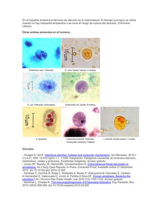En la hepatitis amibiana el fármaco de elección es el metronidazol. El drenaje quirúrgico se utiliza
cuando no hay respuesta terapéutica o se corre el riesgo de ruptura del absceso. (Cochrane
Library).
Otras amibas presentes en el humano.
Endolimax nana. Trofozoíto. E. nana. Quiste. maduro. 4 núcleos.
E. coli. Trofozoíto. Uninucleado. Entamoeba coli. Quiste. 8 núcleos.
E. gingivalis. Iodamoeba butschlii. Trofozoíto. I. butschlii. Quiste maduro. 1 núcleo.
Chiang Mai University, Thailand
Vínculos:
- Hodges K, Gill R. Infectious diarrhea: Cellular and molecular mechanisms. Gut Microbes, 2010;1
(1):4-21. DOI: 10.4161/gmic.1.1. 11036. Integración. Patógenos causantes de síndrome diarreico,
bacterianos, virales y protozoos. Excelentes imágenes. Acceso gratuito.
- Jones OP, Murphy JA, Hamid BN, Vimalachandran D. Colocutaneous fistula secondary to
amoebiasis. Int J Surg Case Reports, In Press, Corrected Proof, Available online 21 December
2010. doi:10.1016/j.ijscr.2010.12.002
- Ximénez C, Cerritos R, Rojas L, Dolabella S, Morán P, Shibayama M, González E, Valadez
A,Hernández E, Valenzuela O, Limón A, Partida O,Silva EF. Human amebiasis: Breaking the
paradigm? Int J Environ Res Public Health, mar 2010;7(3):1105-1120. Acceso gratuito.
- Mortimer L, Chadee K. The immunopathogenesis of Entamoeba histolytica. Exp Parasitol, Nov
2010;126(3):366-380. doi:10.1016/j.exppara.2010.03.005
 