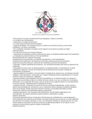Estructuras de un trematodo. Paragonimus spp. BIODIDAC
• Son gusanos con gran variedad de formas (alargados, ovales) y tamaños.
• La mayoría son hemafroditas.
• Aplanados en sentido dorsoventral.
• La mayor parte presenta simetría bilateral.
• órganos de fijación: una ventosa oral (en su interior se encuentra la boca) y otra ventral
(acetábulo), con fibras contráctiles.
• Sin cavidades corporales. El espacio entre órganos se encuentra ocupado por tejido
parenquimatoso.
• Un solo poro excretor en la parte posterior.
• Tegumento de naturaleza sincitial, presenta dos capas, el citoplasma distal (capa más superficial)
y el citoplasma proximal (interno). En él se identifican:
Ornamentaciones (Ej. espinas) frecuentes.
Invaginaciones que aumentan su superficie (semejantes a microvellosidades).
Proyecciones de glándulas, terminaciones nerviosas y aperturas de poros excretores.
Cubre funciones de protección, absorción de nutrientes y excreción de desechos.
• Glicocálix, cubierta superficial de protección, con actividad enzimática que favore la absorción de
moléculas.
• Musculatura en dos zonas, la gastroduodenal y la subtegumentaria, compuesta por 3 capas:
longitudinal, diagonal y circular; la orientación de las fibras permite una gran variedad de
movimientos al organismo.
• Aparato digestivo incompleto, con boca anterior rodeada de la ventosa oral, una faringe muscular,
esófago y tracto alimenticio, compuesto por 2 ciegos intestinales (tubos longitudinales), en los que
se lleva a cabo de la absorción y digestión.
• Aparato excretor (osmorregulador) de tipo protonefridial, es un sistema tubular con células en
flama; cada una de ellas se abre a un túbulo terminal y éstos, a su vez, se vierten en 2 conductos
colectores, uno a cada lado del cuerpo, que se vacían en una vejiga excretora, la cual desemboca
en el poro excretor, habitualmente en localización terminal.
• Sistema nervioso, compuesto por pares de troncos nerviosos longitudinales, ventral, dorsal y
lateral interconectados por comisuras y que se extienden desde 2 ganglios dorsales localizados
cerca de la faringe. Ramas nerviosas menores motoras y sensoriales derivadas de estas
estructuras innervan a los diferentes órganos y tegumento.
• Aparato reproductor. Con excepción de Schistosoma, los trematodos digenéticos son
hermafroditas. Se pueden presentar autofecundación y fertilización cruzada.
Sistema masculino:
Compuesto generalmente por 2 testículos (Schistosoma es multitesticular), cuya localización y
forma depende de la especie de trematodo, dos espermiductos que se unen en un canal deferente
que termina en el órgano copulador, el cirro, con frecuencia retraído en la bolsa del cirro. En esta
misma bolsa se encuentran la vesícula seminal y la glándula prostática. En la cópula, el cirro
protruye a través del poro genital, situado ventralmente.
Sistema femenino:
 