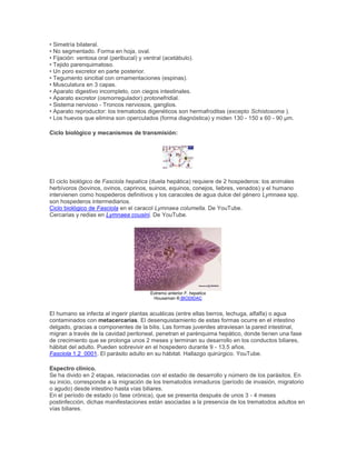 • Simetría bilateral.
• No segmentado. Forma en hoja, oval.
• Fijación: ventosa oral (peribucal) y ventral (acetábulo).
• Tejido parenquimatoso.
• Un poro excretor en parte posterior.
• Tegumento sincitial con ornamentaciones (espinas).
• Musculatura en 3 capas.
• Aparato digestivo incompleto, con ciegos intestinales.
• Aparato excretor (osmorregulador) protonefridial.
• Sistema nervioso - Troncos nerviosos, ganglios.
• Aparato reproductor: los trematodos digenéticos son hermafroditas (excepto Schistosoma ).
• Los huevos que elimina son operculados (forma diagnóstica) y miden 130 - 150 x 60 - 90 µm.
Ciclo biológico y mecanismos de transmisión:
El ciclo biológico de Fasciola hepatica (duela hepática) requiere de 2 hospederos: los animales
herbívoros (bovinos, ovinos, caprinos, suinos, equinos, conejos, liebres, venados) y el humano
intervienen como hospederos definitivos y los caracoles de agua dulce del género Lymnaea spp.
son hospederos intermediarios.
Ciclo biológico de Fasciola en el caracol Lymnaea columella. De YouTube.
Cercarias y redias en Lymnaea cousini. De YouTube.
Extremo anterior F. hepatica
Houseman ® BIODIDAC
El humano se infecta al ingerir plantas acuáticas (entre ellas berros, lechuga, alfalfa) o agua
contaminados con metacercarias. El desenquistamiento de estas formas ocurre en el intestino
delgado, gracias a componentes de la bilis. Las formas juveniles atraviesan la pared intestinal,
migran a través de la cavidad peritoneal, penetran el parénquima hepático, donde tienen una fase
de crecimiento que se prolonga unos 2 meses y terminan su desarrollo en los conductos biliares,
hábitat del adulto. Pueden sobrevivir en el hospedero durante 9 - 13.5 años.
Fasciola 1.2_0001. El parásito adulto en su hábitat. Hallazgo quirúrgico. YouTube.
Espectro clínico.
Se ha divido en 2 etapas, relacionadas con el estadio de desarrollo y número de los parásitos. En
su inicio, corresponde a la migración de los trematodos inmaduros (período de invasión, migratorio
o agudo) desde intestino hasta vías biliares.
En el período de estado (o fase crónica), que se presenta después de unos 3 - 4 meses
postinfección, dichas manifestaciones están asociadas a la presencia de los trematodos adultos en
vías biliares.
 