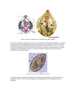 Esquema. Estructura de Paragonimus spp. y Paragonimus spp. adulto. BIODIDAC
Las formas adultas de Paragonimus mexicanus se encuentran habitualmente aisladas o en parejas
en los pulmones de los hospederos definitivos, encerradas en una cápsula fibrosa con contenido
hematopurulento y abundantes huevos. Estos organismos monoicos miden 7 - 13 x 5.5 - 7.5 mm,
son de color castaño rojizo y tienen la forma de un grano de café con un aplanamiento en sentido
dorsoventral. Su tegumento es grueso y cubierto de espinas. Presentan una ventosa oral y un
acetábulo de tamaño semejante.
Paragonimus westermani. Huevo. CDC/ Dr. Mae Melvin
El parásito expulsa diariamente alrededor de 20 000 huevos operculados no embrionados, que
miden 40 - 50 x 60 - 70 µm. Son eliminados con la expectoración y/o en materia fecal si son
deglutidos.
 