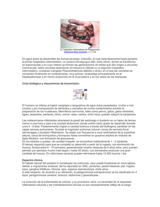 2o. hospedero intermediario de Paragonimus.
Oklahoma State University. J. C. Fox
En agua dulce se desarrollan las formas larvarias: miracidio, el cual nada libremente hasta penetrar
al primer hospedero intermediario, un caracol (Aroapyrgus allei, entre otros), donde se transforma
en esporoquiste y en cuyo interior se forman las generaciones de redias que dan origen a cercarias
microcercas; estas cercarias abandonan al molusco e infectan a un segundo hospedero
intermediario, crustáceo (cangrejo Pseudothelphusa dilatata y otros), en el que las cercarias se
convierten finalmente en metacercarias, muy activas, localizadas principalmente en el
hepatopáncreas y en menor proporción en la musculatura y en los vasos de las branquias.
Ciclo biológico y mecanismos de transmisión.
El humano se infecta al ingerir cangrejos o langostinos de agua dulce parasitados, crudos o mal
cocidos y por manipulación de alimentos y utensilios de cocina contaminados durante la
preparación de los crustáceos. Mamíferos carnívoros, tales como perros, gatos, gatos silvestres,
tigres, leopardos, panteras, lobos, zorros, ratas, cerdos, entre otros, pueden adquirir la parasitosis.
Las metacercarias infectantes atraviesan la pared del estómago o duodeno en un lapso de tiempo
menor a una hora y caen a la cavidad abdominal, donde sufren cierto grado de desarrollo durante
unos 5 - 8 días. Posteriormente migran a cavidad torácica a través del diafragma, penetran en las
capas serosas pulmonares. Durante la migración pulmonar inducen zonas de necrosis focal,
hemorragias y exudado inflamatorio. Se alojan con frecuencia a unos centímetros de la superficie
pleural, cerca de bronquiolos y bronquios hasta convertirse en gusanos adultos en nódulos de
tejido fibrótico, con formación de granulomas.
En los nódulos o quistes, de cavidad irregular, se encuentran habitualmente 1 - 2 parásitos.
El tiempo requerido para que se complete su desarrollo a partir de la ingesta, con eliminación de
huevos, fluctúa entre 8 - 10 semanas; generalmente mueren después de 6 años años, pero pueden
persistir por periodos mucho más largos ( hasta 20 años). Los trematodos producen una gran
cantidad de huevos. En infecciones severas pueden eliminarse hasta 13 000 huevos / día.
Espectro clínico.
El hábitat natural del parásito lo constituyen los pulmones, pero puede localizarse en otros tejidos,
debido a migraciones erráticas. Se ha reportado en SNC, peritoneo, pared intestinal, piel, hígado,
bazo, ganglios linfáticos, riñones, ojos, órganos reproductores, entre otros.
A este respecto, de acuerdo a su ubicación, la paragonimosis extrapulmonar se ha clasificado en 4
tipos: paragonimosis cerebral, torácica, abdominal y generalizada.
La evolución de la enfermedad es crónica, y su pronóstico varía. La severidad de la respuesta
inflamatoria inducida y las manifestaciones clínicas no son necesariamente reflejo de la carga
 