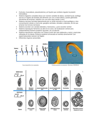 Cutícula, musculatura, pseudoceloma y el líquido que contiene regulan la presión
hidrostática
Sistema digestivo completo (boca con número variable de labios, cavidad bucal, esófago
que es un órgano de bombeo del alimento con uno a más bulbos y posee glándulas
secretoras de enzimas, intestino con una sola capa celular y ano)
Sistema nervioso formado básicamente por un anillo nervioso a nivel esofágico y otra
concentración celular a nivel anal, ganglios ventrales, dorsales y laterales, de los que
emanan los troncos nerviosos
Sistema excretor con canales laterales y transverso, y poro excretor ventral
Sistema reproductor femenino se abre en la vulva, de localización ventral (ano
independiente) Extremo posterior aguzado, sin curvaturas
Sistema reproductor masculino con cloaca (unión del vaso deferente y recto) y espículas
utilizadas en la cópula. Extremo posterior enroscado en sentido dorsoventral. Los
espermatozoides carecen de flagelo
Diferentes órganos sensoriales
Fases desarrollo de los nematodos Extremo posterior de nematodos. Houseman. BIODIDAC
 