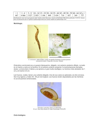 < 1
467
1 - 4
4 066
5 - 9
3 527
10 - 14
2 055
15 - 19
1 106
20 - 24
809
25 - 44
2 434
45 - 49
710
50 - 59
857
60 - 64
369
65 y +
737
Distribución de casos nuevos por grupo de edad. Estados Unidos Mexicanos. Anuario de Morbilidad 2008 (último publicado). FUENTE: Sistema
único de Información para la Vigilancia Epidemiológica/Dirección General Adjunta de Epidemiología, SSA
Morfología.
E. vermicularis. Adulto hembra y macho. Se identifica fácilmente el extremo posterior
enroscado del macho. Chiang Mai University, Thailand
Enterobius vermicularis es un gusano blanquecino, delgado, con extremo posterior afilado, curvado
en el macho y recto en la hembra. En el extremo anterior presenta 2 ornamentaciones llamadas
alulas. La boca tiene 3 labios y se aprecia un gran bulbo esofágico. La hembra mide alrededor de 1
cm y el macho 0.5 cm.
Los huevos, ovales, tienen una cubierta delgada. Una de sus caras es aplanada y la otra convexa.
Son muy ligeros y miden 45 - 60 µm de longitud. Los huevos recién depositados por las hembras
no se encuentran embrionados.
Enterobius vermicularis. Huevo no embrionado.
M. en C. Rosa María Sánchez M. Depto Parasitología, ENCB-IPN
Ciclo biológico.
 