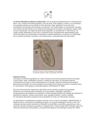 La forma infectante es elhuevo embrionado, que se adquiere habitualmente por contaminación
fecal - oral, a través de fomites (juguetes, ropa de cama, otros objetos) y manos, o por inhalación.
Los parásitos adultos se encuentran en íleon terminal, ciego, apéndice e inicio del colon
ascendente transcurridas dos semanas a la infección, sin invadir tejidos en condiciones normales.
Los machos son eliminados con la materia fecal después de la cópula y las hembras migran hacia
el recto, descienden a la región perianal donde depositan un promedio de 11 000 huevos, los
cuales quedan adheridos en esa zona y contienen larvas completamente desarrolladas pocas
horas mas tarde. Son diseminados al perderse el material adherente y conservan su infectividad
por un período de hasta 3 semanas. Las reinfecciones y autoinfecciones son frecuentes.
Enterobius vermicularis. Huevo embrionado. Forma infectante.
Dr. Benjamín Nogueda T, Depto. de Parasitología, ENCB-IPN.
Espectro clínico.
Los signos y síntomas reportados con mayor frecuencia son prurito perianal (síntoma principal),
vulvar (niñas), nasal, irritabilidad, bruxismo y trastornos del sueño. Es frecuente observar
excoriaciones en periné y vulva ocasionadas por el rascado, infección bacteriana secundaria,
granulomas perianales. En varios estudios se encuentra controversia en cuanto a la relación entre
E. vermicularis, rinitis alérgica y dermatitis atópica. (Wördemann M. 2008).
Son poco frecuentes las migraciones aberrantes de las hembras adultas hacia genitales
femeninos; las complicaciones asociadas son vulvovaginitis, salpingitis, peritonitis o
encapsulamiento de parásitos en mesenterio. Existen reportes aislados de hallazgo de parásitos en
parénquima hepático, nódulos pulmonares, bazo, ganglios linfáticos, ovarios, próstata.
Es importante descartar la presencia de los parásitos en niñas con infecciones urinarias.
La apendicitis es considerada por algunos autores como un hecho coincidente. Habitualmente, la
presencia de E. vermicularis en apéndice da lugar a un proceso inflamatorio mínimo o nulo. Sin
embargo, también existen reportes de infiltrados de eosinófilos y neutrófilos, granulomas in situ y
zonas de necrosis asociadas a parásitos en degeneración. Puede resultar difícil distinguir entre una
infección primaria por este parásito y una apendicitis aguda de otra etiología (Lamps LW. 2008).
 