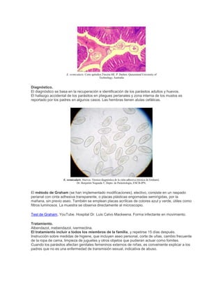 E. vermicularis. Corte apéndice.Tinción HE. P. Darben. Queensland University of
Technology, Australia
Diagnóstico.
El diagnóstico se basa en la recuperación e identificación de los parásitos adultos y huevos.
El hallazgo accidental de los parásitos en pliegues perianales y zona interna de los muslos es
reportado por los padres en algunos casos. Las hembras tienen alulas cefálicas.
E. vermicularis. Huevos. Técnica diagnóstica de la cinta adhesiva (técnica de Graham).
Dr. Benjamín Nogueda T, Depto. de Parasitología, ENCB-IPN.
El método de Graham (se han implementado modificaciones), electivo, consiste en un raspado
perianal con cinta adhesiva transparente, o placas plásticas engomadas semirígidas, por la
mañana, sin previo aseo. También se emplean placas acrílicas de colores azul y verde, útiles como
filtros luminosos. La muestra se observa directamente al microscopio.
Test de Graham, YouTube. Hospital Dr. Luis Calvo Mackeena. Forma infectante en movimiento.
Tratamiento.
Albendazol, mebendazol, ivermectina.
El tratamiento incluir a todos los miembros de la familia, y repetirse 15 días después.
Instrucción sobre medidas de higiene, que incluyen aseo personal, corte de uñas, cambio frecuente
de la ropa de cama, limpieza de juguetes y otros objetos que pudieran actuar como fomites.
Cuando los parásitos afectan genitales femeninos externos de niñas, es conveniente explicar a los
padres que no es una enfermedad de transmisión sexual, indicativa de abuso.
 