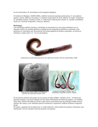 se ha confirmado a G. binucleatum como especie patógena.
El Instituto de Biología, UNAM (2005), redefinió la lista de especies americanas: G. binucleatum
(gatos y perros, México y Ecuador), G. turgidum (tlacuaches en EUA, México, Ecuador, Argentina),
G. miyasakii (nutrias, Canadá y EUA), G. americanum (tlacuaches, Brasil), G. socialis (mustélidos,
EUA) y G. lamothei (mapaches, Veracruz, México).
Morfología.
Los nematodos adultos (machos y hembras) se encuentran en una masa nodulares con un
pequeño orificio en cavidad gástrica o esófago de los hospederos definitivos, presentan color
parduzco en mamíferos por acumulación de oxihemoglobina en fluidos corporales, su forma es
cilíndrica y miden entre 1.2 - 3.5 cm de longitud.
Gnathostoma sp. adulto. Microscopía de luz. Dra. Sylvia Diaz Camacho, UAS, Dra. Kaethe Willms, UNAM
Gnathostoma sp. Bulbo cefálico con 8 hileras de
ganchos. Dra. Sylvia Diaz Camacho, UAS.
Gnathostoma spinigerum. Adultos. Dept. of
Parasitology, Chiang Mai University, Thailand.
En el extremo anterior del gusano se encuentra el bulbo cefálico, retráctil, con 8 - 10 hileras de
ganchos simples, una boca rodeada por dos labios trilobulados provistos de papilas, con anfidios
entre ellos. Dentro del bulbo se inician cuatro sacos musculares que se prolongan hasta el tercio
anterior del cuerpo y son utilizados para la contracción y expansión cefálica durante la migración
tisular.
El cuerpo, separado de la cabeza por un cuello estrecho, está cubierto de espinas cuticulares cuya
distribución, forma y tamaño varía de acuerdo a la especie.
 