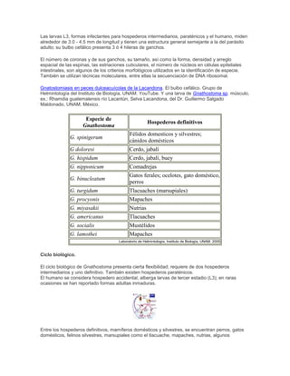Las larvas L3, formas infectantes para hospederos intermediarios, paraténicos y el humano, miden
alrededor de 3.0 - 4.5 mm de longitud y tienen una estructura general semejante a la del parásito
adulto; su bulbo cefálico presenta 3 ó 4 hileras de ganchos.
El número de coronas y de sus ganchos, su tamaño, así como la forma, densidad y arreglo
espacial de las espinas, las estriaciones cuticulares, el número de núcleos en células epiteliales
intestinales, son algunos de los criterios morfológicos utilizados en la identificación de especie.
También se utilizan técnicas moleculares, entre ellas la secuenciación de DNA ribosomal.
Gnatostomiasis en peces dulceacuícolas de la Lacandona. El bulbo cefálico. Grupo de
Helmintología del Instituto de Biología, UNAM. YouTube. Y una larva de Gnathostoma sp. músculo,
ex.: Rhamdia guatemalensis río Lacantún, Selva Lacandona, del Dr. Guillermo Salgado
Maldonado, UNAM, México.
Especie de
Gnathostoma
Hospederos definitivos
G. spinigerum
Félidos domesticos y silvestres;
cánidos domésticos
G doloresi Cerdo, jabalí
G. hispidum Cerdo, jabalí, buey
G. nipponicum Comadrejas
G. binucleatum
Gatos ferales; ocelotes, gato doméstico,
perros
G. turgidum Tlacuaches (marsupiales)
G. procyonis Mapaches
G. miyasakii Nutrias
G. americanus Tlacuaches
G. socialis Mustélidos
G. lamothei Mapaches
Laboratorio de Helmintología, Instituto de Biología, UNAM. 2005
Ciclo biológico.
El ciclo biológico de Gnathostoma presenta cierta flexibilidad; requiere de dos hospederos
intermediarios y uno definitivo. También existen hospederos paraténicos.
El humano se considera hospedero accidental, alberga larvas de tercer estadio (L3); en raras
ocasiones se han reportado formas adultas inmaduras.
Entre los hospederos definitivos, mamíferos domésticos y silvestres, se encuentran perros, gatos
domésticos, felinos silvestres, marsupiales como el tlacuache, mapaches, nutrias, algunos
 