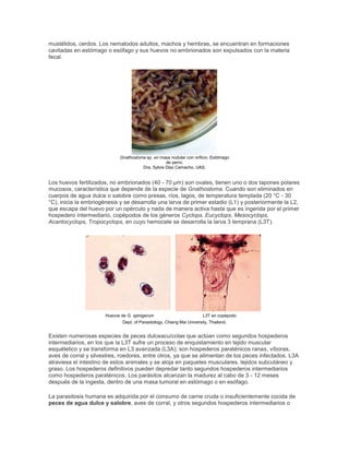 mustélidos, cerdos. Los nematodos adultos, machos y hembras, se encuentran en formaciones
cavitadas en estómago o esófago y sus huevos no embrionados son expulsados con la materia
fecal.
Gnathostoma sp. en masa nodular con orificio. Estómago
de perro.
Dra. Sylvia Diaz Camacho, UAS.
Los huevos fertilizados, no embrionados (40 - 70 µm) son ovales, tienen uno o dos tapones polares
mucosos, característica que depende de la especie de Gnathostoma. Cuando son eliminados en
cuerpos de agua dulce o salobre como presas, ríos, lagos, de temperatura templada (20 °C - 30
°C), inicia la embriogénesis y se desarrolla una larva de primer estadio (L1) y posteriormente la L2,
que escapa del huevo por un opérculo y nada de manera activa hasta que es ingerida por el primer
hospedero intermediario, copépodos de los géneros Cyclops, Eucyclops, Mesocyclops,
Acantocyclops, Tropocyclops, en cuyo hemocele se desarrolla la larva 3 temprana (L3T).
Huevos de G. spinigerum L3T en copépodo
Dept. of Parasitology, Chiang Mai University, Thailand.
Existen numerosas especies de peces dulceacuícolas que actúan como segundos hospederos
intermediarios, en los que la L3T sufre un proceso de enquistamiento en tejido muscular
esquéletico y se transforma en L3 avanzada (L3A); son hospederos paraténicos ranas, víboras,
aves de corral y silvestres, roedores, entre otros, ya que se alimentan de los peces infectados. L3A
atraviesa el intestino de estos animales y se aloja en paquetes musculares, tejidos subcutáneo y
graso. Los hospederos definitivos pueden depredar tanto segundos hospederos intermediarios
como hospederos paraténicos. Los parásitos alcanzan la madurez al cabo de 3 - 12 meses
después de la ingesta, dentro de una masa tumoral en estómago o en esófago.
La parasitosis humana es adquirida por el consumo de carne cruda o insuficientemente cocida de
peces de agua dulce y salobre, aves de corral, y otros segundos hospederos intermediarios o
 