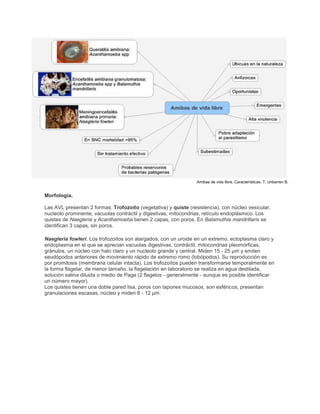 Amibas de vida libre. Características. T. Uribarren B.
Morfologia.
Las AVL presentan 2 formas: Trofozoíto (vegetativa) y quiste (resistencia), con núcleo vesicular,
nucleolo prominente, vacuolas contráctil y digestivas, mitocondrias, retículo endoplásmico. Los
quistes de Naegleria y Acanthamoeba tienen 2 capas, con poros. En Balamuthia mandrillaris se
identifican 3 capas, sin poros.
Naegleria fowleri. Los trofozoítos son alargados, con un uroide en un extremo, ectoplasma claro y
endoplasma en el que se aprecian vacuolas digestivas, contráctil, mitocondrias pleomórficas,
gránulos, un núcleo con halo claro y un nucleolo grande y central. Miden 15 - 25 µm y emiten
seudópodos anteriores de movimiento rápido de extremo romo (lobópodos). Su reproducción es
por promitosis (membrana celular intacta). Los trofozoítos pueden transformarse temporalmente en
la forma flagelar, de menor tamaño; la flagelación en laboratorio se realiza en agua destilada,
solución salina diluida o medio de Page (2 flagelos - generalmente - aunque es posible identificar
un número mayor).
Los quistes tienen una doble pared lisa, poros con tapones mucosos, son esféricos, presentan
granulaciones escasas, núcleo y miden 8 - 12 µm.
 