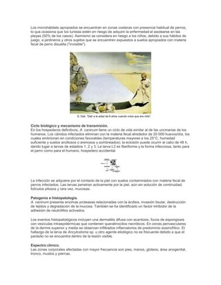 Los microhábitats apropiados se encuentran en zonas costeras con presencia habitual de perros,
lo que ocasiona que los turistas estén en riesgo de adquirir la enfermedad el asolearse en las
playas (50% de los casos). Asimismo se considera en riesgo a los niños, debido a sus hábitos de
juego, a jardineros y otros sujetos que se encuentren expuestos a suelos apropiados con materia
fecal de perro disuelta ("invisible").
S. Dalí. "Dalí a la edad de 6 años cuando creía que era niña".
Ciclo biológico y mecanismo de transmisión.
En los hospederos definitivos, A. caninum tiene un ciclo de vida similar al de las uncinarias de los
humanos. Los cánidos infectados eliminan con la materia fecal alrededor de 20 000 huevos/día, los
cuales embrionan en condiciones favorables (temperaturas mayores a los 25°C, humedad
suficiente y suelos arcillosos o arenosos y sombreados); la eclosión puede ocurrir al cabo de 48 h,
dando lugar a larvas de estadios 1, 2 y 3. La larva L3 es filariforme y la forma infecciosa, tanto para
el perro como para el humano, hospedero accidental.
La infección se adquiere por el contacto de la piel con suelos contaminados con materia fecal de
perros infectados. Las larvas penetran activamente por la piel, aún sin solución de continuidad,
folículos pilosos y rara vez, mucosas.
Patogenia e histopatología.
A. caninum presenta enzimas proteasas relacionadas con la écdisis, invasión tisular, destrucción
de tejidos y degradación de la mucosa. También se ha identificado un factor inhibidor de la
adhesión de neutrófilos activados.
Los eventos histopatológicos incluyen una dermatitis difusa con acantosis, focos de espongiosis
con vesículas intraepidérmicas que contienen queratinocitos necróticos. En zonas perivasculares
de la dermis superior y media se observan infiltrados inflamatorios de predominio eosinofílico. El
hallazgo de la larva de Ancylostoma sp. u otro agente etiológico no es frecuente debido a que el
parásito no se encuentra dentro de la lesión visible.
Espectro clínico.
Las zonas corporales afectadas con mayor frecuencia son pies, manos, glúteos, área anogenital,
tronco, muslos y piernas.
 