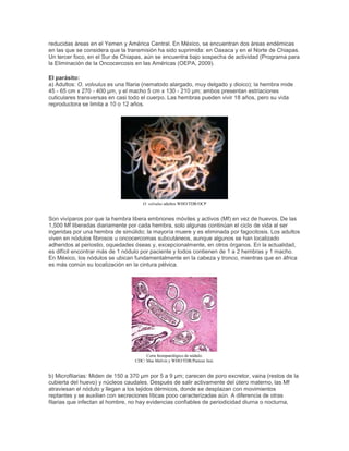 reducidas áreas en el Yemen y América Central. En México, se encuentran dos áreas endémicas
en las que se considera que la transmisión ha sido suprimida: en Oaxaca y en el Norte de Chiapas.
Un tercer foco, en el Sur de Chiapas, aún se encuentra bajo sospecha de actividad (Programa para
la Eliminación de la Oncocercosis en las Américas (OEPA, 2009).
El parásito:
a) Adultos: O. volvulus es una filaria (nematodo alargado, muy delgado y dioico); la hembra mide
45 - 65 cm x 270 - 400 µm, y el macho 5 cm x 130 - 210 µm; ambos presentan estriaciones
cuticulares transversas en casi todo el cuerpo. Las hembras pueden vivir 18 años, pero su vida
reproductora se limita a 10 o 12 años.
O. volvulus adultos WHO/TDR/OCP
Son vivíparos por que la hembra libera embriones móviles y activos (Mf) en vez de huevos. De las
1,500 Mf liberadas diariamente por cada hembra, solo algunas continúan el ciclo de vida al ser
ingeridas por una hembra de simúlido; la mayoría muere y es eliminada por fagocitosis. Los adultos
viven en nódulos fibrosos u oncocercomas subcutáneos, aunque algunos se han localizado
adheridos al periostio, oquedades óseas y, excepcionalmente, en otros órganos. En la actualidad,
es difícil encontrar más de 1 nódulo por paciente y todos contienen de 1 a 2 hembras y 1 macho.
En México, los nódulos se ubican fundamentalmente en la cabeza y tronco, mientras que en áfrica
es más común su localización en la cintura pélvica.
Corte histopatológico de nódulo.
CDC/ Mae Melvin y WHO/TDR/Pasteur Inst.
b) Microfilarias: Miden de 150 a 370 µm por 5 a 9 µm; carecen de poro excretor, vaina (restos de la
cubierta del huevo) y núcleos caudales. Después de salir activamente del útero materno, las Mf
atraviesan el nódulo y llegan a los tejidos dérmicos, donde se desplazan con movimientos
reptantes y se auxilian con secreciones líticas poco caracterizadas aún. A diferencia de otras
filarias que infectan al hombre, no hay evidencias confiables de periodicidad diurna o nocturna,
 