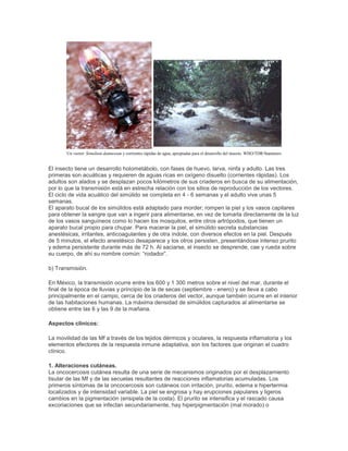 Un vector: Simulium damnosum y corrientes rápidas de agua, apropiadas para el desarrollo del insecto. WHO/TDR/Stammers
El insecto tiene un desarrollo holometábolo, con fases de huevo, larva, ninfa y adulto. Las tres
primeras son acuáticas y requieren de aguas ricas en oxígeno disuelto (corrientes rápidas). Los
adultos son alados y se desplazan pocos kilómetros de sus criaderos en busca de su alimentación,
por lo que la transmisión está en estrecha relación con los sitios de reproducción de los vectores.
El ciclo de vida acuático del simúlido se completa en 4 - 6 semanas y el adulto vive unas 5
semanas.
El aparato bucal de los simúlidos está adaptado para morder; rompen la piel y los vasos capilares
para obtener la sangre que van a ingerir para alimentarse, en vez de tomarla directamente de la luz
de los vasos sanguíneos como lo hacen los mosquitos, entre otros artrópodos, que tienen un
aparato bucal propio para chupar. Para macerar la piel, el simúlido secreta substancias
anestésicas, irritantes, anticoagulantes y de otra índole, con diversos efectos en la piel. Después
de 5 minutos, el efecto anestésico desaparece y los otros persisten, presentándose intenso prurito
y edema persistente durante más de 72 h. Al saciarse, el insecto se desprende, cae y rueda sobre
su cuerpo, de ahí su nombre común: ―rodador‖.
b) Transmisión.
En México, la transmisión ocurre entre los 600 y 1 300 metros sobre el nivel del mar, durante el
final de la época de lluvias y principio de la de secas (septiembre - enero) y se lleva a cabo
principalmente en el campo, cerca de los criaderos del vector, aunque también ocurre en el interior
de las habitaciones humanas. La máxima densidad de simúlidos capturados al alimentarse se
obtiene entre las 6 y las 9 de la mañana.
Aspectos clínicos:
La movilidad de las Mf a través de los tejidos dérmicos y oculares, la respuesta inflamatoria y los
elementos efectores de la respuesta inmune adaptativa, son los factores que originan el cuadro
clínico.
1. Alteraciones cutáneas.
La oncocercosis cutánea resulta de una serie de mecanismos originados por el desplazamiento
tisular de las Mf y de las secuelas resultantes de reacciones inflamatorias acumuladas. Los
primeros síntomas de la oncocercosis son cutáneos con irritación, prurito, edema e hipertermia
localizados y de intensidad variable. La piel se engrosa y hay erupciones papulares y ligeros
cambios en la pigmentación (erisipela de la costa). El prurito se intensifica y el rascado causa
excoriaciones que se infectan secundariamente, hay hiperpigmentación (mal morado) o
 