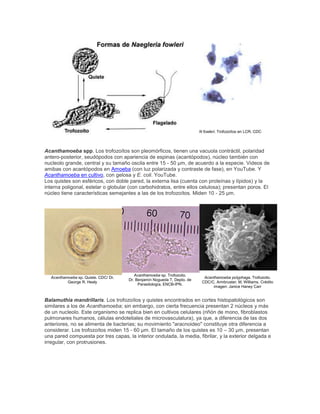 N fowleri. Trofozoítos en LCR. CDC
Acanthamoeba spp. Los trofozoítos son pleomórficos, tienen una vacuola contráctil, polaridad
antero-posterior, seudópodos con apariencia de espinas (acantópodos), núcleo también con
nucleolo grande, central y su tamaño oscila entre 15 - 50 µm, de acuerdo a la especie. Videos de
amibas con acantópodos en Amoeba (con luz polarizada y contraste de fase), en YouTube. Y
Acanthamoeba en cultivo, con gelosa y E. coli. YouTube.
Los quistes son esféricos, con doble pared, la externa lisa (cuenta con proteínas y lípidos) y la
interna poligonal, estelar o globular (con carbohidratos, entre ellos celulosa); presentan poros. El
núcleo tiene características semejantes a las de los trofozoítos. Miden 10 - 25 µm.
Acanthamoeba sp. Quiste. CDC/ Dr.
George R. Healy
Acanthamoeba sp. Trofozoito.
Dr. Benjamín Nogueda T, Depto. de
Parasitología, ENCB-IPN.
Acanthamoeba polyphaga. Trofozoito.
CDC/C. Armbruster; M, Williams. Crédito
imagen: Janice Haney Carr
Balamuthia mandrillaris. Los trofozoítos y quistes encontrados en cortes histopatológicos son
similares a los de Acanthamoeba; sin embargo, con cierta frecuencia presentan 2 núcleos y más
de un nucleolo. Este organismo se replica bien en cultivos celulares (riñón de mono, fibroblastos
pulmonares humanos, células endoteliales de microvasculatura), ya que, a diferencia de las dos
anteriores, no se alimenta de bacterias; su movimiento "aracnoideo" constituye otra diferencia a
considerar. Los trofozoítos miden 15 - 60 µm. El tamaño de los quistes es 10 – 30 µm, presentan
una pared compuesta por tres capas, la interior ondulada, la media, fibrilar, y la exterior delgada e
irregular, con protrusiones.
 