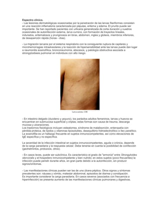 Espectro clínico.
- Las lesiones dermatológicas ocasionadas por la penetración de las larvas filariformes consisten
en una reacción inflamatoria caracterizada por pápulas, eritema y edema. El prurito puede ser
importante. Se han reportado pacientes con urticaria generalizada de corta duración y cuadros
ocasionales de autoinfección externa, larva currens, con formación de trayectos lineales,
indurados, eritematosos y pruriginosos en tórax, abdomen, ingles y glúteos, miembros inferiores,
de desaparición rápida (horas - días).
- La migración larvaria por el sistema respiratorio con la consiguiente ruptura de capilares y
microhemorragias intraalveolares y la reacción de hipersensibilidad ante las larvas puede dan lugar
a neumonitis eosinofílica, bronconeumonía, abscesos, y patología obstructiva asociada a
strongyloidiasis pulmonar en individuos con alto riesgo.
Larva currens. CDC
- En intestino delgado (duodeno y yeyuno), los parásitos adultos femeninos, larvas y huevos se
encuentran en submucosa superficial y criptas; estas formas son causa de trauma, descarga
mucosa y ulceraciones.
Los trastornos fisiológicos incluyen esteatorrea, síndrome de malabsorción, enteropatía con
pérdida proteica, de lípidos y vitaminas liposolubles, desequilibrio hidroelectrolítico e íleo paralítico.
La eosinofilia es un hallazgo frecuente en sujetos inmunocompetentes, así como elevaciones de
IgE específica y no específica.
La severidad de la infección intestinal en sujetos inmunocompetentes, aguda o crónica, depende
de la carga parasitaria y la respuesta celular. Debe tenerse en cuenta la posibilidad de coinfección
(geohelmintos, protozoos, otros).
- En casos leves, puede ser subclínica. Es característico el grado de "armonía" entre Strongyloides
stercoralis y el hospedero inmunocompetente y bien nutrido; en estos sujetos (poco frecuentes) la
infección puede peristir durante años, en gran parte debido a la autoinfección, sin producir
signos/síntomas.
- Las manifestaciones clínicas pueden ser las de una úlcera péptica. Otros signos y síntomas
prevalentes son: náusea y vómito, malestar abdominal, episodios de diarrea y constipación.
Es importante considerar la carga parasitaria. En casos severos (asociados con frecuencia a
hiperinfección) se presenta aumento de las manifestaciones clínicas pulmonares y digestivas.
 