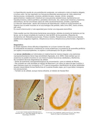 La hiperinfección resulta de una autoinfección acelerada, con extensión a todo el intestino delgado,
e incluso colon. Se han reportado con frecuencia diferentes asociaciones de: dolor abdominal,
diarrea acuosa, constipación, anorexia, pérdida de peso, náusea, vómito, sangrado
gastrointestinal, malabsorción intestinal con evacuaciones esteatorreicas, hiproteinemia con
hipoalbuminemia y edema periférico, persitalsis disminuida, íleo, obstrucción intestinal y trastornos
electrolíticos. Se han encontrado casos de colitis seudomembranosa, proctitis y apendicitis.
La infección diseminada - dentro del síndrome de hiperinfección, implica el involucramiento de
órganos que no están incluídos en el ciclo biológico del parásito, tales como SNC, tracto urinario,
piel, otros.
Es usual la disminución o nula capacidad para montar una respuesta eosinofílica.
Cabe resaltar que las infecciones bacterianas secundarias, debidas al arrastre de bacterias por las
larvas, son la causa inmediata de muerte en más del 80% de los pacientes. (Reportes de
Escherichia coli, Klebsiella pneumoniae, Proteus mirabilis, Pseudomonas, Enterococcus faecalis,
estafilococos coagulasa negativos, Streptococcus bovis y Streptococcus pneumoniae). (Agrawal V,
2009).
Diagnóstico.
El amplio espectro clínico dificulta el diagnóstico en un buen número de casos.
El antecedente de estancia o residencia en zonas endémicas y la presencia de eosinofilia periférica
(en sujetos inmunocompetentes, no sujetos a corticoterapia) son de gran utilidad.
Las larvas rabditoides son eliminadas en materia fecal de manera irregular y los exámenes
coproparasitoscópicos tienen baja sensibilidad (Agrawala, et al. 2009). Cabe señalar que en
ocasiones es posible encontrar en una misma muestra fecal larvas rabditoides y filariformes.
Se consideran técnicas diagnósticas de utilidad:
- Series de exámenes coproparasitoscópicos de concentración, como el método de Ritchie.
- Han probado ser más sensibles el método de Baermann y el cultivo en placa de agar (nutritivo o
agar tripticasa soya) con incubación a 37°C para la búsqueda e identificación de larvas rabditoides
(pueden desarrollarse formas filariformes en muestras fecales viejas, por lo que deben manejarse
con precauciones).
- También es de utilidad, aunque menos eficiente, el método de Harada-Mori.
S. stercoralis. Extremo posterior bifurcado de larva
filariforme. M. en C. Rosa María Sánchez M, Depto. de
Parasitología, ENCB-IPN.
S. stercoralis. Larva rabditoide, estadio juvenil. M. en C. Rosa María
Sánchez M, Depto. de Parasitología, ENCB-IPN.
 