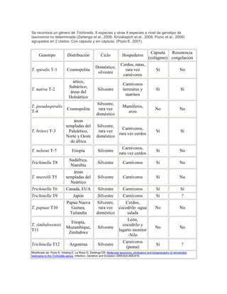 Se reconoce un género de Trichinella, 8 especies y otras 4 especies a nivel de genotipo de
taxonomía no determinada (Zarlenga et al., 2006; Krivokapich et al., 2008; Pozio et al., 2009)
agrupados en 2 clados: Con cápsula y sin cápsula. (Pozio E. 2007).
Genotipo Distribución Ciclo Hospederos
Cápsula
(colágeno)
Resistencia
congelación
T. spiralis T-1 Cosmopolita
Doméstico,
silvestre
Cerdos, ratas,
rara vez
carnívoros
Sí No
T. nativa T-2
ártico,
Subártico,
áreas del
Holoártico
Silvestre
Carnívoros
terrestres y
marinos
Sí Sí
T. pseudospiralis
T-4
Cosmopolita
Silvestre,
rara vez
doméstico
Mamíferos,
aves
No No
T. britovi T-3
áreas
templadas del
Paleártico,
Norte y Oeste
de áfrica
Silvestre,
rara vez
doméstico
Carnívoros,
rara vez cerdos
Sí Sí
T. nelsoni T-7 Etiopía Silvestre
Carnívoros,
rara vez cerdos
Sí No
Trichinella T8
Sudáfrica,
Namibia
Silvestre Carnívoros Sí No
T. murrelli T5
áreas
templadas del
Neártico
Silvestre Carnívoros Sí No
Trichinella T6 Canadá, EUA Silvestre Carnívoros Sí Sí
Trichinella T9 Japón Silvestre Carnívoros Sí ?
T. papuae T10
Papua Nueva
Guinea,
Tailandia
Silvestre,
rara vez
doméstico
Cerdos,
cocodrilo -agua
salada
No No
T. zimbabwensis
T11
Etiopía,
Mozambique,
Zimbabwe
Silvestre
León,
cocodrilo y
lagarto monitor
-Nilo
No No
Trichinella T12 Argentina Silvestre
Carnívoros
(puma)
Sí ?
Modificado de: Pozio E, Hoberg E, La Rosa G, Zarlenga DS. Molecular taxonomy, phylogeny and biogeography of nematodes
belonging to the Trichinella genus. Infection, Genetics and Evolution 2009;9(4):606-616.
 
