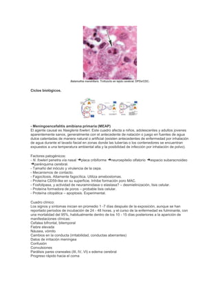Balamuthia mandrillaris. Trofozoíto en tejido cerebral. DPDx/CDC.
Ciclos biológicos.
- Meningoencefalitis amibiana primaria (MEAP)
El agente causal es Naegleria fowleri. Este cuadro afecta a niños, adolescentes y adultos jovenes
aparentemente sanos, generalmente con el antecedente de natación o juego en fuentes de agua
dulce calentadas de manera natural o artificial (existen antecedentes de enfermedad por inhalación
de agua durante el lavado facial en zonas donde las tuberías o los contenedores se encuentran
expuestos a una temperatura ambiental alta y la posibilidad de infección por inhalación de polvo).
Factores patogénicos:
- N. fowleri penetra vía nasal placa cribiforme neuroepitelio olfatorio espacio subaracnoideo
parénquima cerebral.
- Tamaño del inóculo y virulencia de la cepa.
- Mecanismos de contacto.
- Fagocitosis. Altamente fagocítica. Utiliza amebostomas.
- Proteína CD59-like en su superficie. Inhibe formación poro MAC.
- Fosfolipasa, y actividad de neuraminidasa o elastasa? – desmielinización, lisis celular.
- Proteína formadora de poros – probable lisis celular.
- Proteína citopática – apoptosis. Experimental.
Cuadro clínico:
Los signos y síntomas inician en promedio 1 -7 días después de la exposición, aunque se han
reportado períodos de incubación de 24 - 48 horas, y el curso de la enfermedad es fulminante, con
una mortalidad del 95%, habitualmente dentro de los 10 - 15 días posteriores a la aparición de
manifestaciones clínicas:
Cefalea bifrontal, bitemporal
Fiebre elevada
Náusea, vómito
Cambios en la conducta (irritabilidad, conductas aberrantes)
Datos de irritación meníngea
Confusión
Convulsiones
Parálisis pares craneales (III, IV, VI) x edema cerebral
Progreso rápido hacia el coma
 