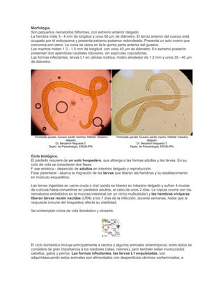 Morfología.
Son pequeños nematodos filiformes, con extremo anterior delgado
La hembra mide 3 - 4 mm de longitud y unos 60 µm de diámetro. El tercio anterior del cuerpo está
ocupado por el esticosoma y presenta extremo posterior redondeado. Presenta un solo ovario que
comunica con útero. La vulva se ubica en la la quinta parte anterior del gusano.
Los machos miden 1.3 - 1.5 mm de longitud, con unos 40 µm de diámetro. En extremo posterior
presentan dos apéndices caudales lobulares, sin espículas copulatorias.
Las formas infectantes, larvas L1 en células nodriza, miden alrededor de 1.2 mm y unos 35 - 40 µm
de diámetro.
Trichinella spiralis. Gusano adulto hembra. Hábitat: Intestino
delgado.
Dr. Benjamín Nogueda T,
Depto. de Parasitología, ENCB-IPN.
Trichinella spiralis. Gusano adulto macho. Hábitat: Intestino
delgado.
Dr. Benjamín Nogueda T,
Depto. de Parasitología, ENCB-IPN.
Ciclo biológico.
El parásito requiere de un solo hospedero, que alberga a las formas adultas y las larvas. En su
ciclo de vida se consideran dos fases:
F ase entérica - desarrollo de adultos en intestino delgado y reproducción.
Fase parenteral - abarca la migración de las larvas que liberan las hembras y su establecimiento
en músculo esquelético.
Las larvas ingeridas en carne cruda o mal cocida se liberan en intestino delgado y sufren 4 mudas
de cutícula hasta convertirse en parásitos adultos, al cabo de unos 2 días. La cópula ocurre con los
nematodos embebidos en la mucosa intestinal (en un nicho multicelular) y las hembras vivíparas
liberan larvas recién nacidas (LRN) a los 7 días de la infección, durante semanas, hasta que la
respuesta inmune del hospedero afecta su viabilidad.
Se contemplan ciclos de vida doméstico y silvestre.
El ciclo doméstico incluye principalmente a cerdos y algunos animales sinantrópicos; entre éstos se
considera de gran importancia a los roedores (ratas, ratones), pero también están involucrados
caballos, gatos y perros. Las formas infectantes, las larvas L1 enquistadas, son
adquiridascuando estos animales son alimentados con desperdicios cárnicos contaminados, a
 