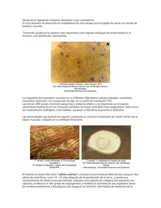 través de la ingesta de roedores infectados o por canibalismo.
El ciclo silvestre se desarrolla en hospederos de vida salvaje por la ingesta de carne con larvas de
presas o carroña.
Trichinella spiralis es la especie más importante como agente etiológico de enfermedad en el
humano, con distribución cosmopolita.
Trichinella spiralis. Hembra - parto vivíparo. 40 X.
Dra. María Alejandra Moreno García. Lab. de Biología Celular y
Microbiología,
Universidad Autónoma de Zacatecas.
La respuesta del hospedero consiste en un infiltrado inflamatorio (células cebadas, eosinófilos,
monocitos, linfocitos), con producción de IgE, en un perfil de orientación Th2.
Las larvas LRN pasan a torrente sanguíneo y sistema linfático y se diseminan en el cuerpo,
ubicándose finalmente en los músculos estriados de mayor actividad (más oxigenados), tales como
los masticatorios, diafragma, intercostales, oculares y miembros superiores e inferiores.
Las larva adopta una posición en espiral y presenta un continuo movimiento de vaivén dentro de la
célula muscular, rodeada de un infiltrado linfocitario.
T. spiralis. Larvas infectantes (L1) en músculo
esquelético.
Dr. Benjamín Nogueda T, Depto. de Parasitología,
ENCB-IPN.
T. spiralis. L1 calcificada en cerebro de cerdo.
Dra. María Alejandra Moreno García. Lab. de Biología
Celular
y Microbiología, Universidad Autónoma de Zacatecas.
El miocito se desarrolla como "célula nodriza", una estructura funcional diferente de cualquier otra
célula de mamíferos, unos 14 - 16 días después de la penetración de la larva, y pierde sus
características de célula muscular estriada, adquiere una cápsula de colágeno (en especies con
cápsula), evidencia un alto grado de angiogénesis y modifica la actividad de sus organelos (serie
de cambios anatómicos y fisiológicos que aseguran la nutrición, eliminación de desechos de la
 