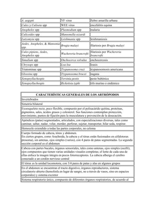 A. aegypti YF virus fiebre amarilla urbana
Culex y Culiseta spp WEE virus encefalitis equina
Anopheles spp Plasmodium spp malaria
Culicoides spp Mansonella ozzardi
Lutzomyia spp Leishmania spp leishmaniosis
Aedes, Anopheles, & Mansonia
spp.
Brugia malayi filariosis por Brugia malayi
Culex pipiens, Aedes,
Anopheles spp
Wuchereria brancrofti
filariosis por Wuchereria
brancrofti
Simulium spp Onchocerca volvulus onchocercosis
Chrysops spp Loa loa loasis
Triatominae spp Trypanosoma cruzi trypanosomosis americana
Glossina spp Trypanosoma brucei nagana
Xenopsyllacheopis Yersinia pestis peste bubónica
Xenopsyllacheopis Rickettsia typhi tifo murino o endémico
CARACTERÍSTICAS GENERALES DE LOS ARTRÓPODOS
Invertebrados
Simetría bilateral
Exoesqueleto recio, poco flexible, compuesto por el polisacárido quitina, proteínas,
pigmentos, sales, ácidos grasos y colesterol. Sus funciones contemplan protección,
movimiento, puntos de fijación para la musculatura y prevención de la desecación.
Apéndices (patas) segmentados, articulados, con especializaciones diversas, tales como
caminar, saltar, nadar, volar, morder, perforar, sujetar, transportar, hilar seda, respirar.
Hemocele extendido a todas las partes corporales, no celoma
Cuerpo formado de cabeza, tórax y abdomen.
En ciertos grupos, como Arachnida, la cabeza y el tórax están fusionados en céfalotorax
prosoma), sin antenas, ojos simples (varios), con 4 pares de patas segmentadas. La segunda
sección corporal es el abdomen
Cabeza con partes bucales, órganos sensoriales, tales como antenas, ojos simples (ocelli),
ojos compuestos que tienen varias unidades visuales completas; el lente de cada una de
ellas enfoca la imagen íntegra en pocos fotorreceptores. La cabeza alberga el cerebro
conectado a un cordón nervioso central
El tórax es la unidad locomotora, con 3/4 pares de patas y alas en algunos grupos
En el abdomen se encuentran el tracto digestivo, órganos reproductores, sistema
circulatorio abierto (hemolinfa en lugar de sangre, no a través de vasos, sino en espacios
corporales) y sistema excretor
Sistema respiratorio único, compuesto de diferentes órganos respiratorios, de acuerdo al
 