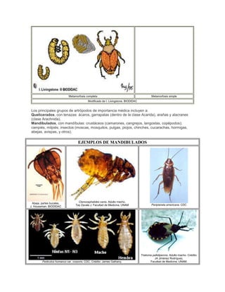 Metamorfosis completa Metamorfosis simple
Modificado de I. Livingstone. BIODIDAC
Los principales grupos de artrópodos de importancia médica incluyen a:
Quelicerados, con tenazas: ácaros, garrapatas (dentro de la clase Acarida), arañas y alacranes
(clase Arachnida).
Mandibulados, con mandíbulas: crustáceos (camarones, cangrejos, langostas, copépodos);
cienpiés, milpiés; insectos (moscas, mosquitos, pulgas, piojos, chinches, cucarachas, hormigas,
abejas, avispas, y otros).
EJEMPLOS DE MANDIBULADOS
Abeja, partes bucales.
J. Houseman. BIODIDAC
Ctenocephalides canis. Adulto macho.
Tay Zavala J, Facultad de Medicina, UNAM Periplaneta americana. CDC
Pediculus humanus var. corporis. CDC. Crédito: James Gathany.
Triatoma pallidipennis. Adulto macho. Crédito:
JA Jiménez Rodríguez,
Facultad de Medicina, UNAM.
 